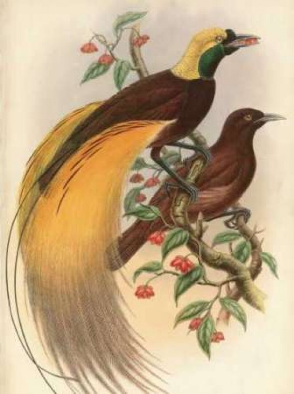 Golden Bird of Paradise Poster Print by Alastair Reynolds - Item # VARPDXCC3301